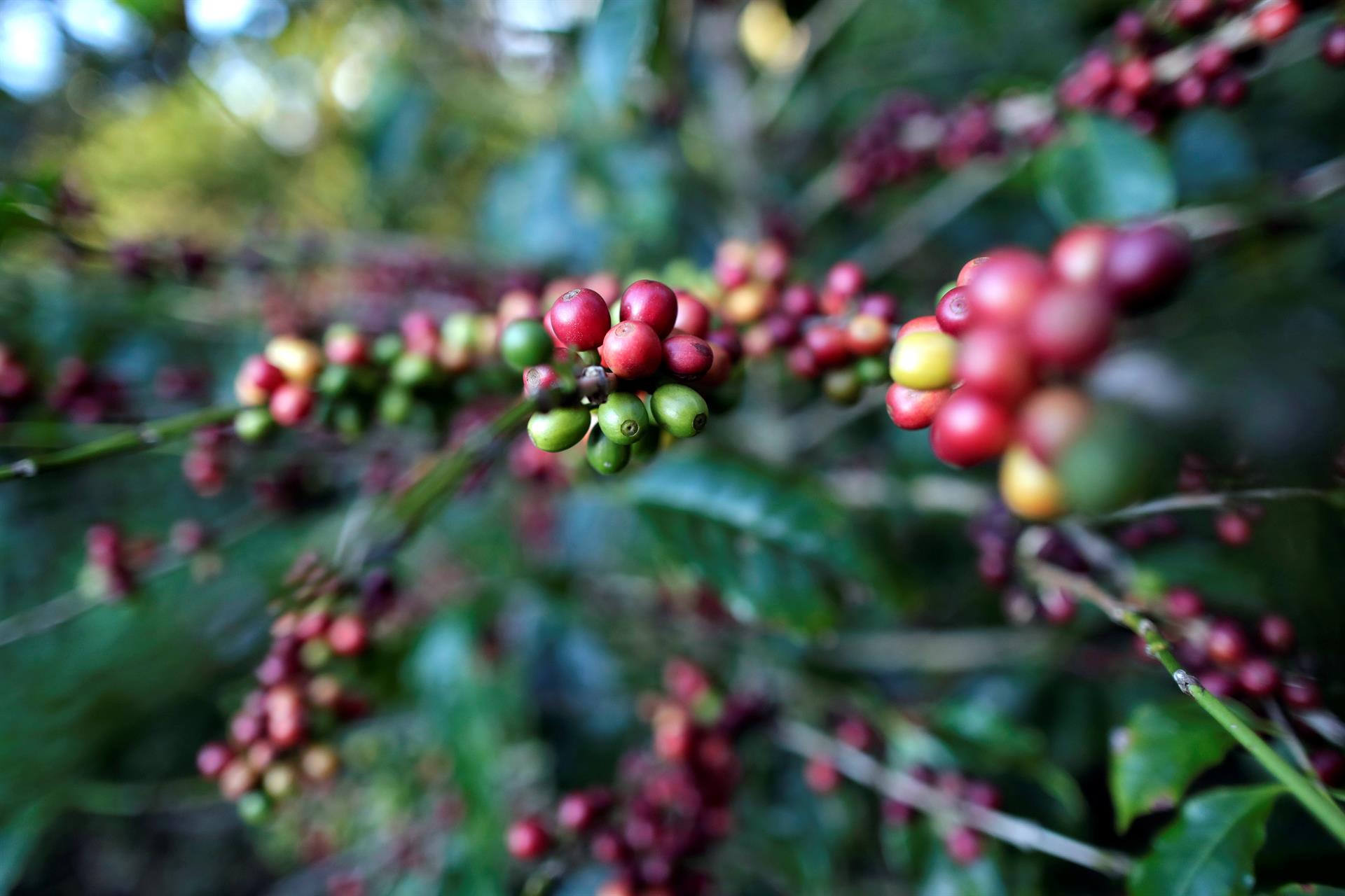 agricultoras-cultivan-cafe-resistente-a-la-crisis-climatica