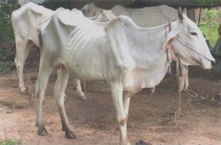 Blandón: vienen las vacas flacas – Panamá en Minutos