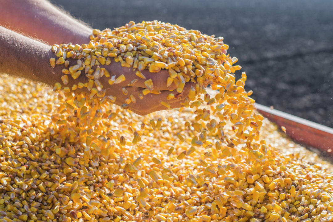 firman-resolucion-para-la comercializacion-de-367-mil-quintales-de-excedente-de-maiz